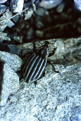 Lyperobius