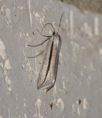 Doryodes tenuistriga