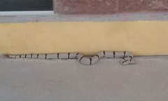 Crotalus lepidus klauberi