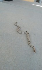 Crotalus lepidus klauberi