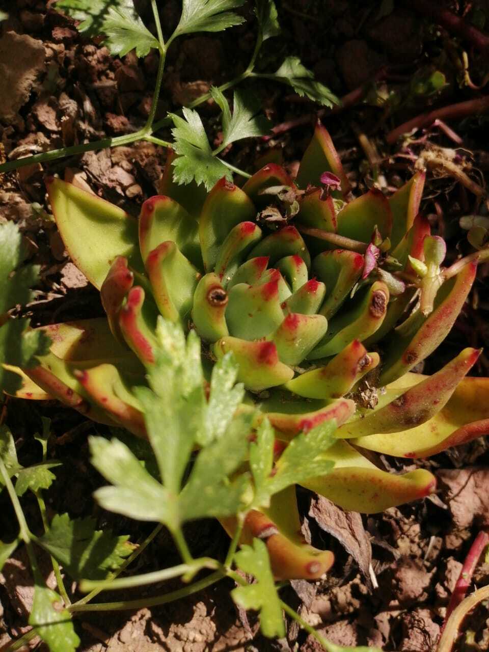 Imagem de Echeveria