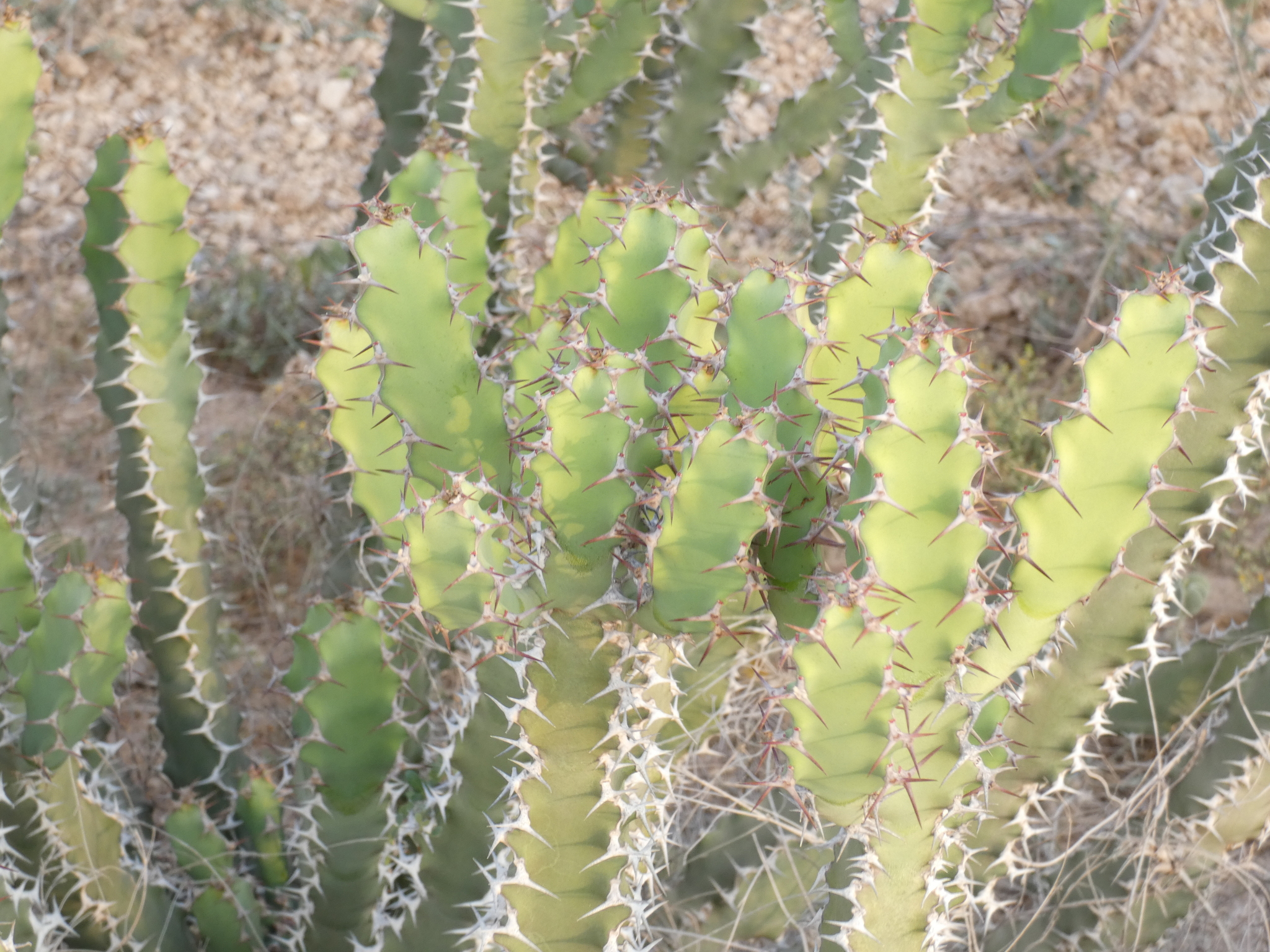 Euphorbia cactus Ehrenb. ex Boiss. 4