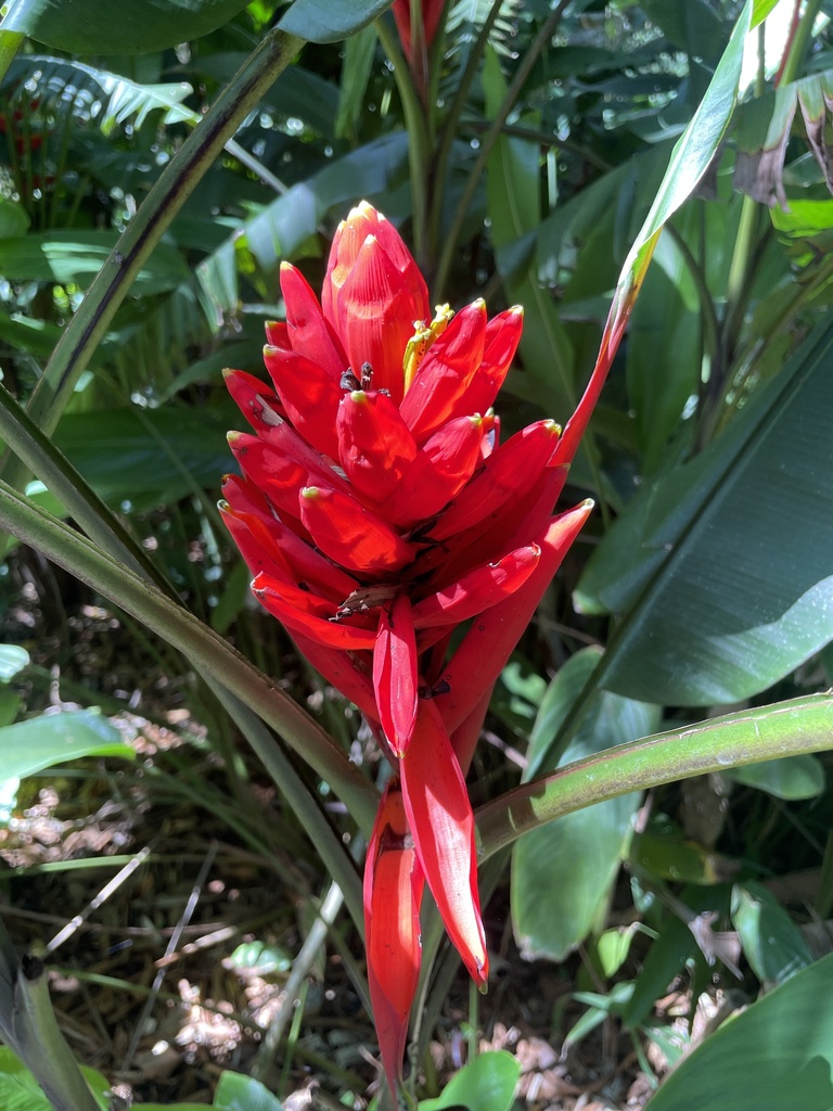 Foto de Bananeira-vermelha