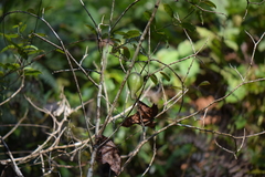 Blepharodon mucronatum