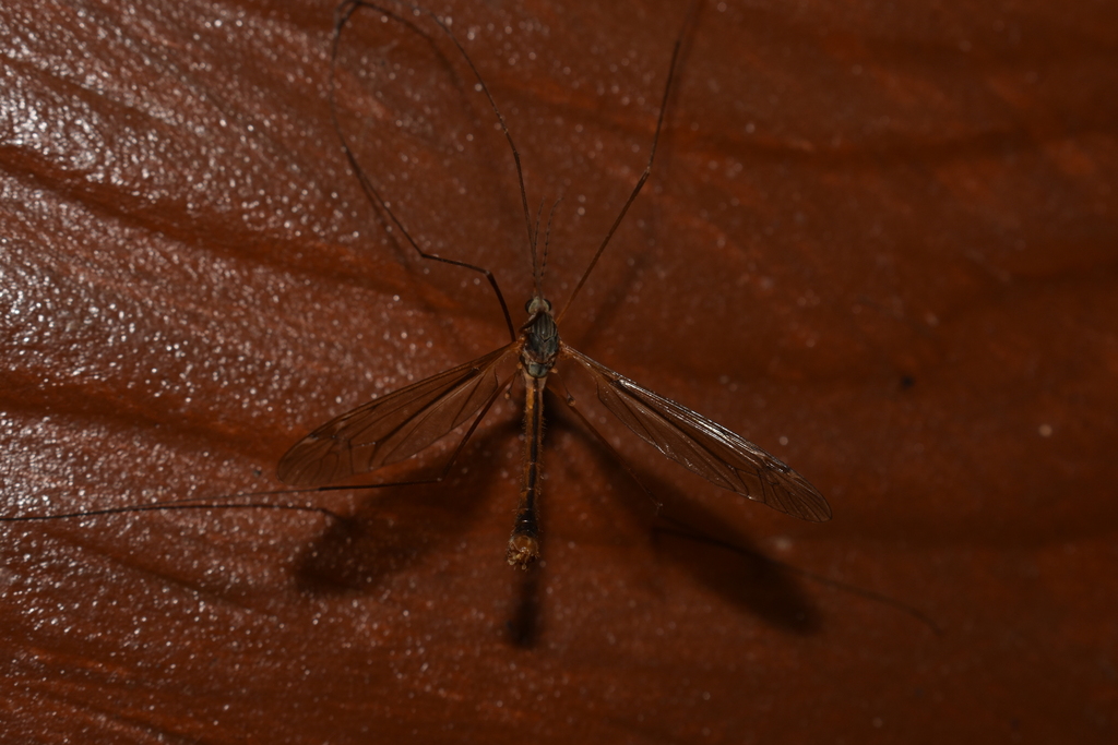 Tipula jaennickeana