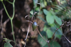 Blepharodon mucronatum