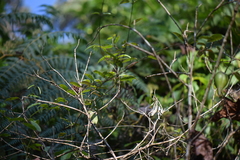 Blepharodon mucronatum