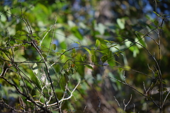 Blepharodon mucronatum