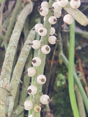Foto de Cacto-macarrão