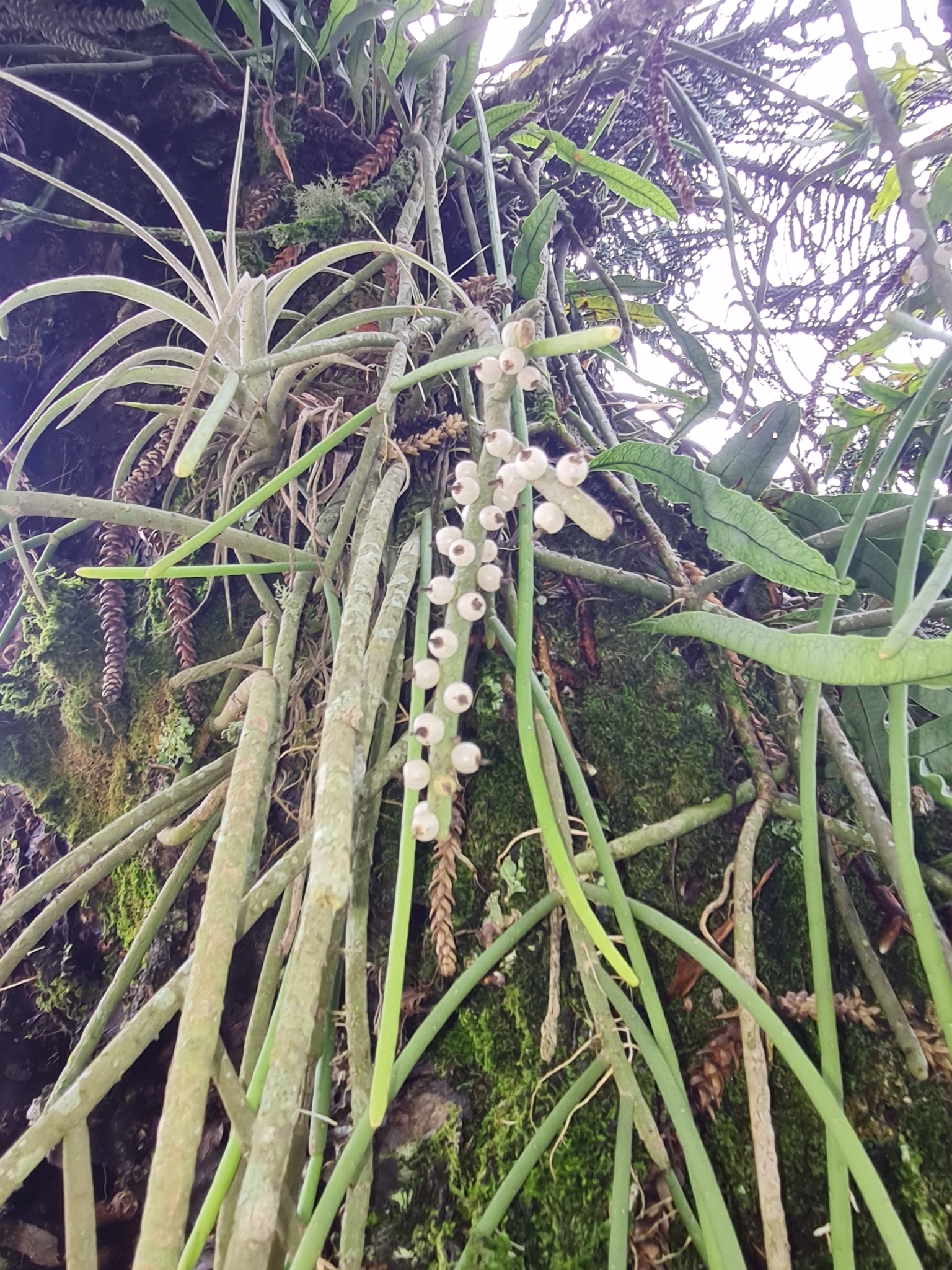 Imagem de Cacto-macarrão