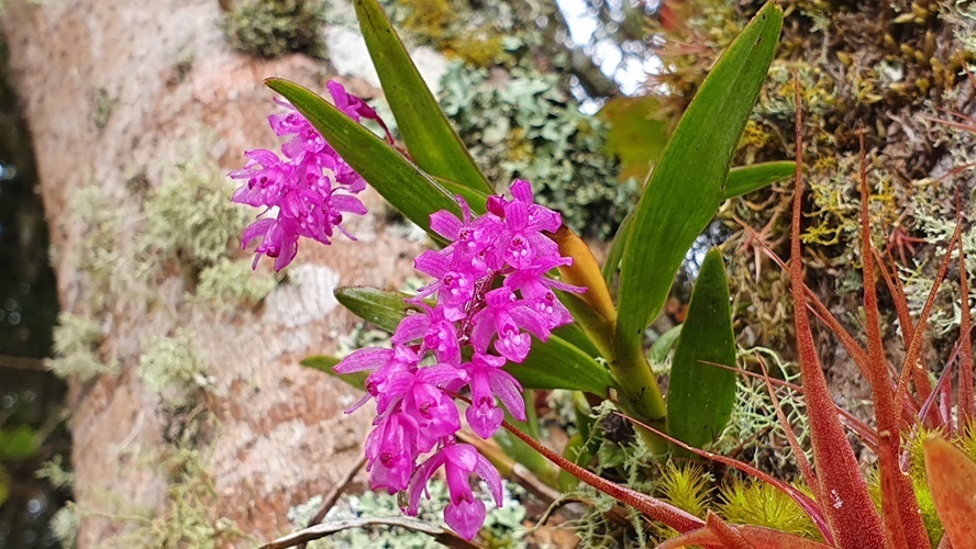 Epidendrum diommoides Hágsater, Edquén & E.Santiago 3