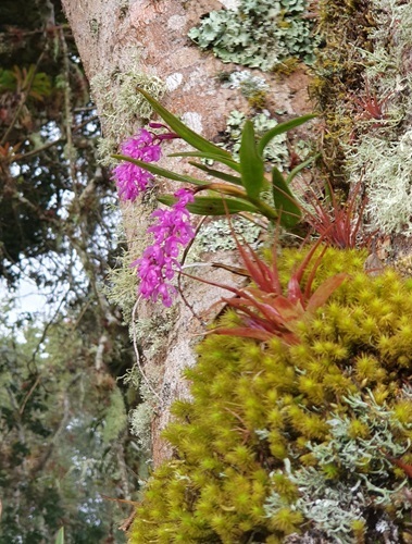 Epidendrum diommoides Hágsater, Edquén & E.Santiago 4