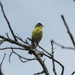 Spinus psaltria