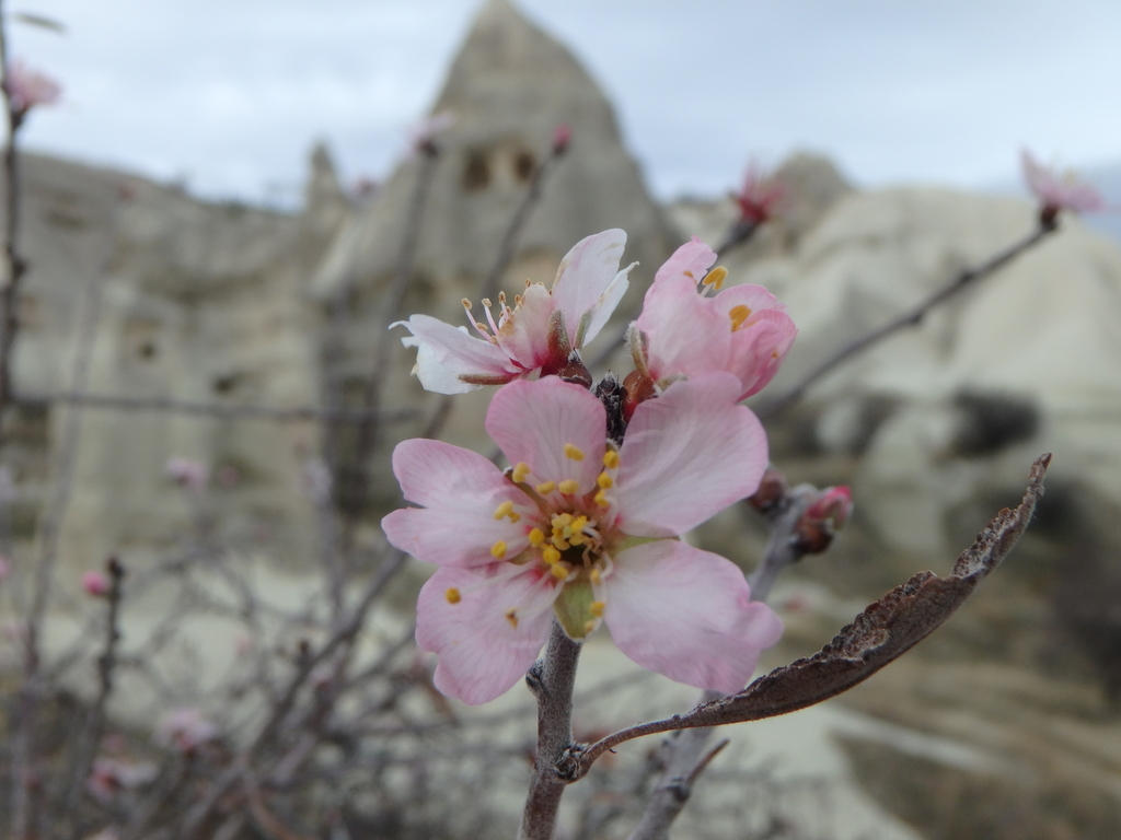 Prunus balansae