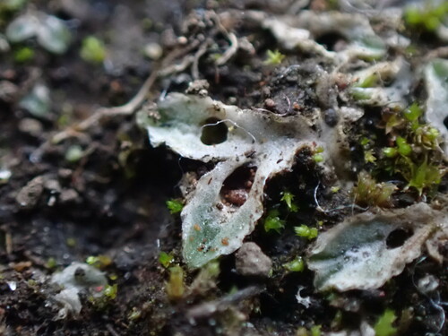 Image of Riccia lamellosa by no rights reserved