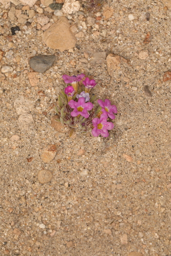 Image of Nama aretioides by (c) Steve Matson, some rights reserved (CC BY)