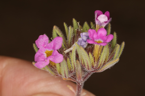 Image of Nama aretioides by (c) Steve Matson, some rights reserved (CC BY)