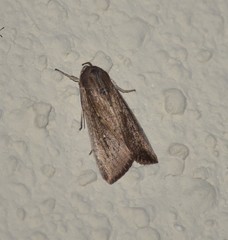 Leucania subpunctata