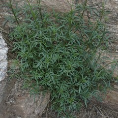 Tagetes lemmonii