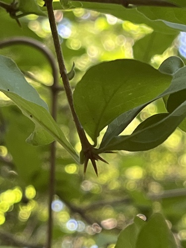 Foto de Dendê-bravo