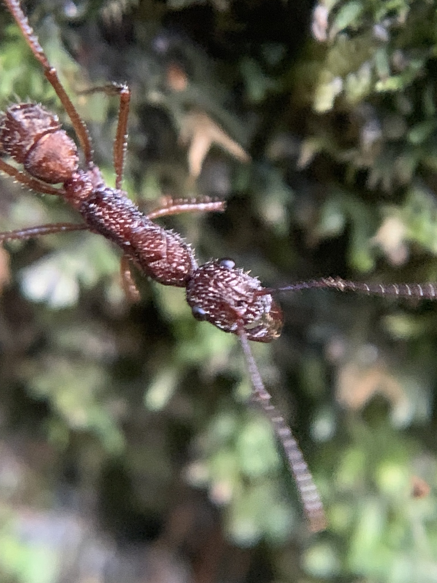 Ectatomma gibbum