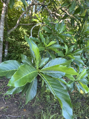 Jenipapo