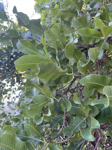 Foto de Lixeira