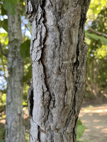 Foto de Lixeira