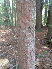 Trentepohlia umbrina