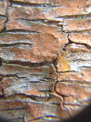 Trentepohlia umbrina