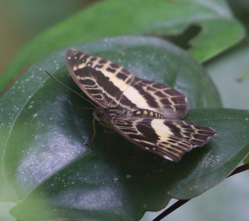 Brilliant Nymph