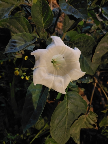 Foto de Trombeta branca