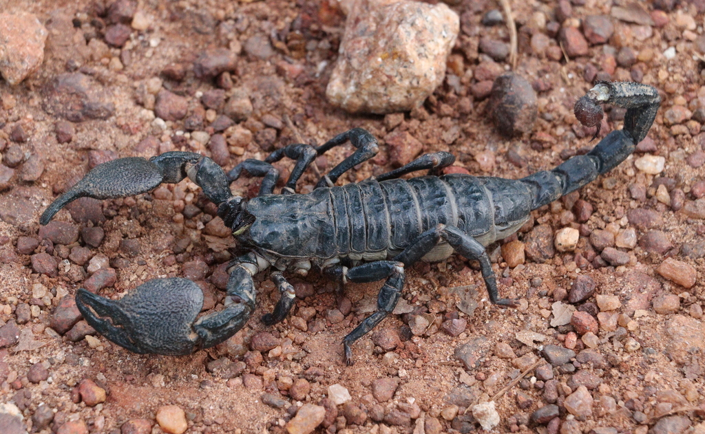 Scorpion empereur (Pandinus imperator)