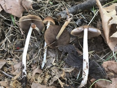Psathyrella pseudovernalis