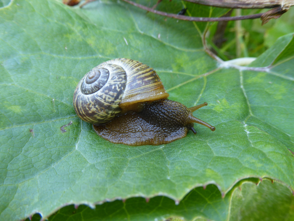 Arianta arbustorum stenzii
