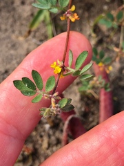 Acmispon micranthus