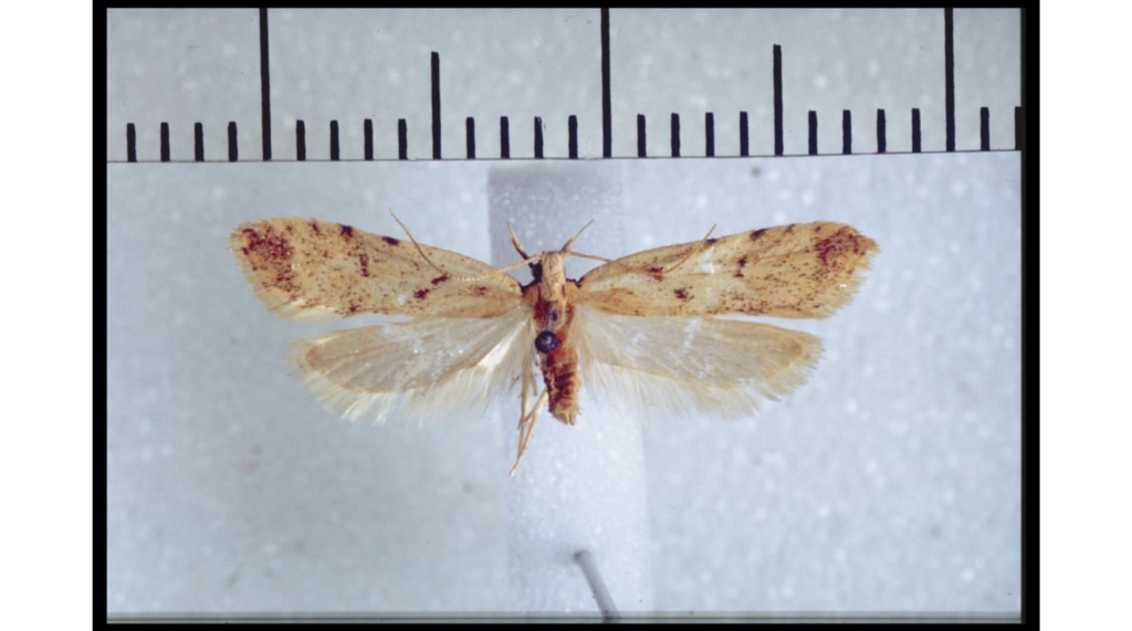 Gymnobathra inaequata