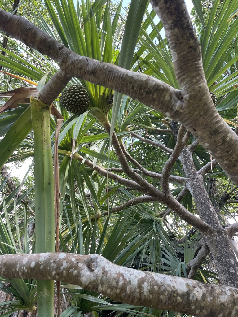 Foto de Pinheiro-de-madagascar