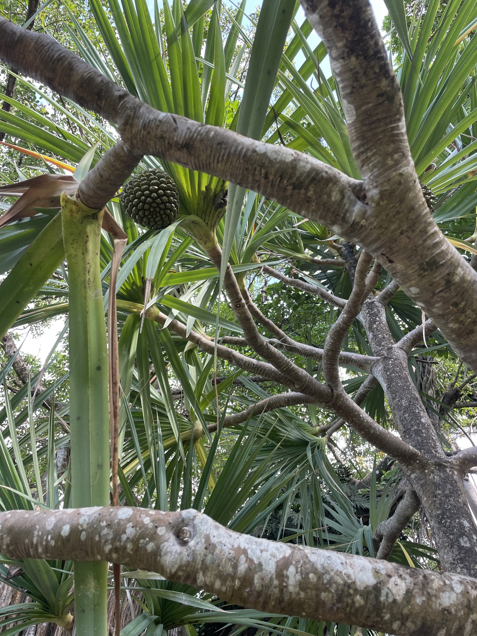 Imagem de Pinheiro-de-madagascar