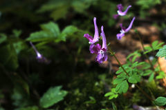 Corydalis caucasica