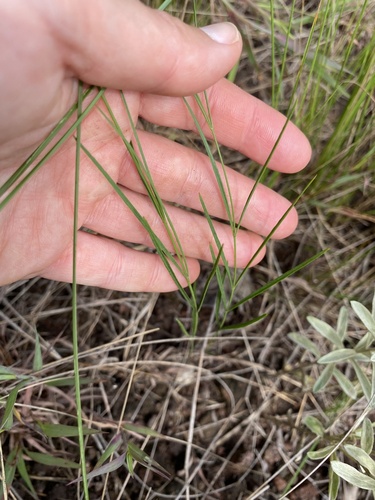Ceropegia rubella