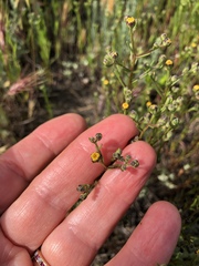 Amblyopappus pusillus