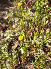 Amblyopappus pusillus