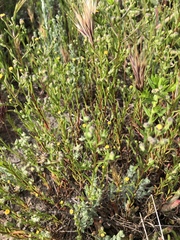 Amblyopappus pusillus