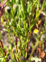 Amblyopappus pusillus