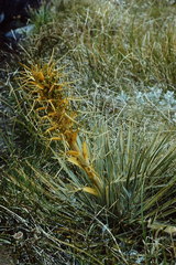 Aciphylla colensoi