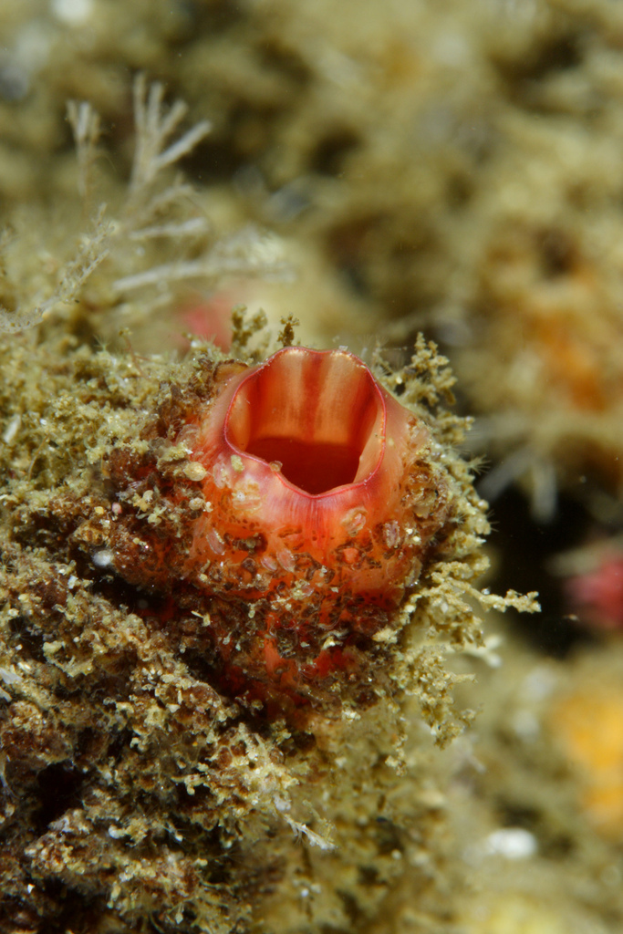 Tunicate