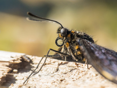 Battus polydamas psittacus
