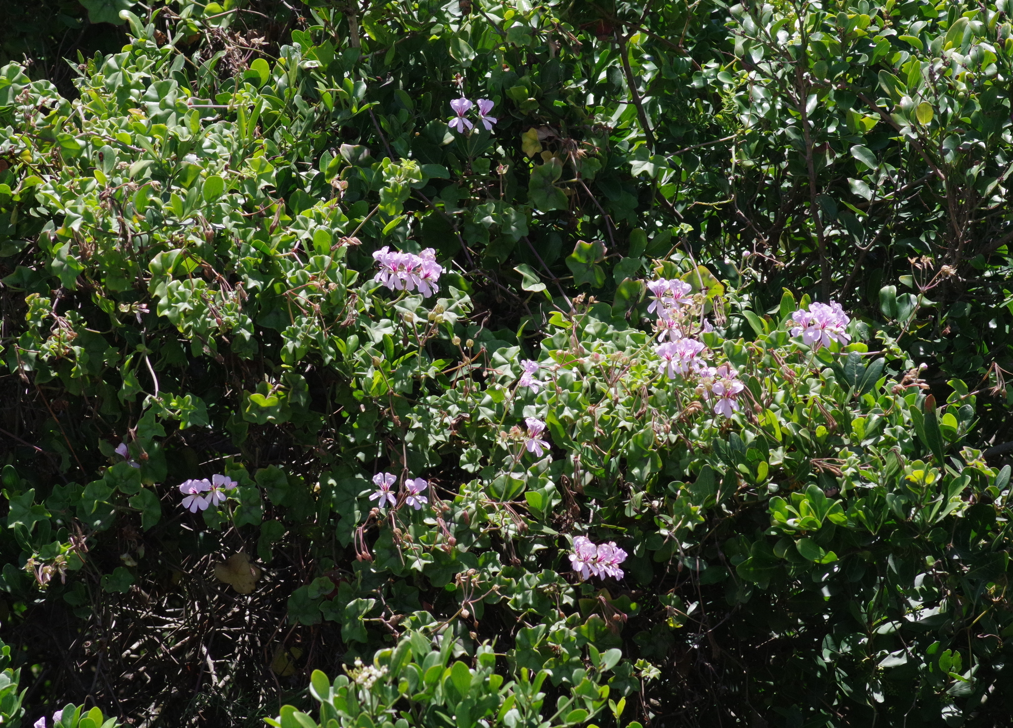 Imagem de Hera-de-flor