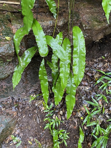 Oleandra distenta (Oleandra distenta)
